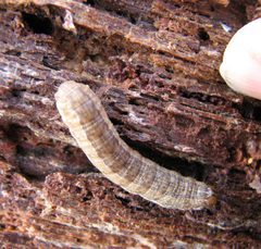 Leucaniini caterpillar by Beatriz Moisset. Used under a CC BY-SA 4.0 license.