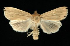 Mythimna oxygala 02 by CBG Photography Group, Centre for Biodiversity Genomics. Used under a CC0 license.