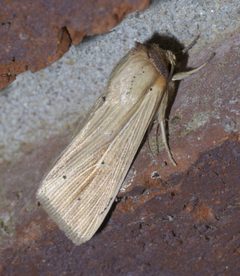 Mythimna oxygala P1560840a by 
xpda. Used under a CC BY-SA 4.0 license.