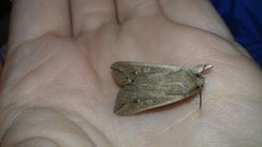 M.unipuncta 01 by AleksandraTrajkovic. Used under a CC BY-SA 4.0 license.