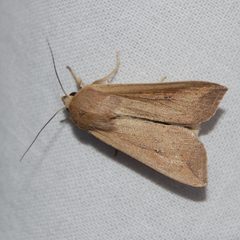 Mythimna unipuncta-1 by Eugene Zelenko. Used under a CC BY-SA 4.0 license.