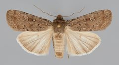 Actebia balanitis CSU ENT1127825 by CSU, Department of Bioagricultural Sciences and Pest Management. Used under a CC0 license.