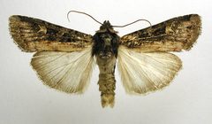 Actebia fennica by M. Virtala. Used under a Copyrighted free use license.