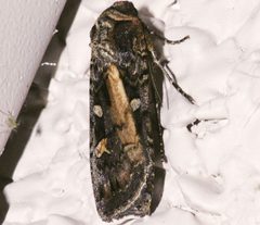 Actebia fennica 01 by CBG Photography Group, Centre for Biodiversity Genomics. Used under a CC0 license.