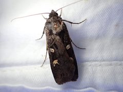 Actebia fennica 108214957 by Ellyne Geurts. Used under a CC0 license.