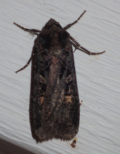 Actebia fennica 11833127 by catherineklatt. Used under a CC BY-SA 4.0 license.