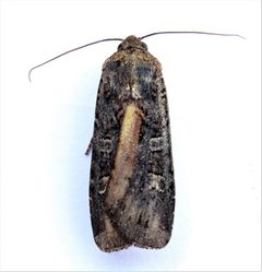 Actebia fennica 50529455 by Nancy. Used under a CC0 license.