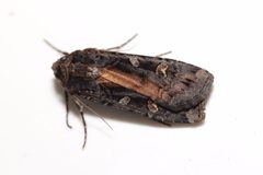 Actebia fennica 81293425 by Allan Harris. Used under a CC0 license.