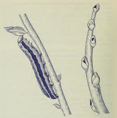 Actebia fennica caterpillar on blueberry by Hall, I. V Canada. Dept. of Agriculture. Used under a CC0 license.