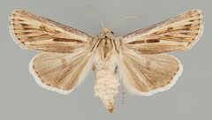 Agrotis daedalus CSU ENT1106232 by CSU, Department of Bioagricultural Sciences and Pest Management. Used under a CC0 license.