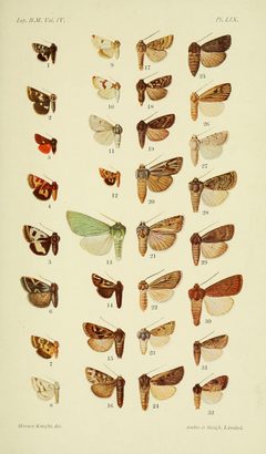 CLBM 04 Pl59 by George F. Hampson (ed.). Used under a Public domain license.