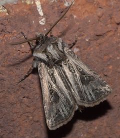 Agrotis gladiaria P1130547a by 
xpda. Used under a CC BY-SA 4.0 license.