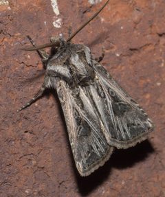Agrotis gladiaria P1130548a by 
xpda. Used under a CC BY-SA 4.0 license.