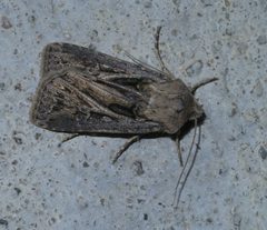 Agrotis gladiaria P1560253a by
xpda. Used under a CC BY-SA 4.0 license.