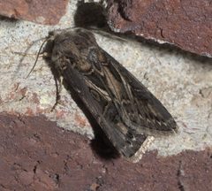 Noctuinae P1130441a by
xpda. Used under a CC BY-SA 4.0 license.