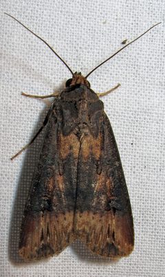 Agrotis ipsilon female 1 by Jacy Lucier. Used under a CC BY-SA 4.0 license.