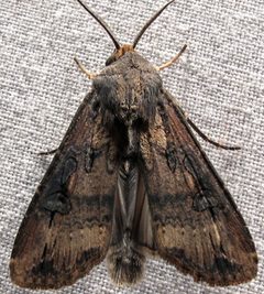 Agrotis ipsilon male 1 by Jacy Lucier. Used under a CC BY-SA 4.0 license.