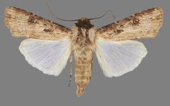 Agrotis malefida ASUHIC0115007 by Arizona State University Hasbrouck Insect Collection. Used under a CC0 license.