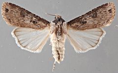 Agrotis malefida NMSUACP0064602 D by NMSU. Used under a CC0 license.