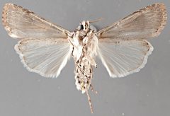 Agrotis malefida NMSUACP0064602 V by NMSU. Used under a CC0 license.