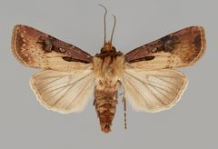 Agrotis obliqua CSU ENT1106263 by CSU, Department of Bioagricultural Sciences and Pest Management. Used under a CC0 license.
