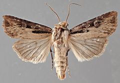 Agrotis obliqua NMSUACP0064609 D by NMSU. Used under a CC0 license.