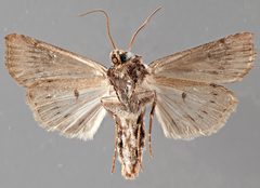 Agrotis obliqua NMSUACP0064609 V by NMSU. Used under a CC0 license.