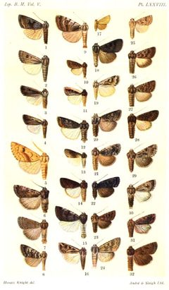 CATALOGUE-BM-PLATE LXXVIII by Sir GEORGE F. HAMPSON, Bart.. Used under a Public domain license.