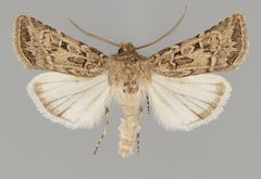 Agrotis orthogonia CSU ENT1099439 by CSU, Department of Bioagricultural Sciences and Pest Management. Used under a CC0 license.