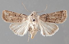 Agrotis orthogonia NMSUACP0064612 D by NMSU. Used under a CC0 license.