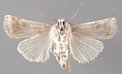 Agrotis orthogonia NMSUACP0064612 V by NMSU. Used under a CC0 license.