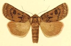 Euxoa patula by Unknown. (Editor: Adalbert Seitz). Used under a Public domain license.
