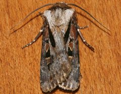 Agrotis vancouverensis 01 by CBG Photography Group, Centre for Biodiversity Genomics. Used under a CC0 license.