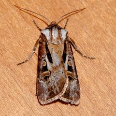 Agrotis vancouverensis 02 by CBG Photography Group, Centre for Biodiversity Genomics. Used under a CC0 license.