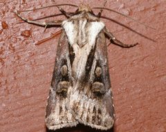 Agrotis vancouverensis 03 by CBG Photography Group, Centre for Biodiversity Genomics. Used under a CC0 license.