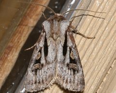 Agrotis vancouverensis 04 by CBG Photography Group, Centre for Biodiversity Genomics. Used under a CC0 license.