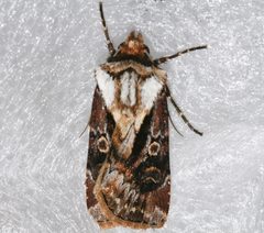 Agrotis vancouverensis 05 by CBG Photography Group, Centre for Biodiversity Genomics. Used under a CC0 license.
