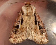 Agrotis vancouverensis 06 by CBG Photography Group, Centre for Biodiversity Genomics. Used under a CC0 license.