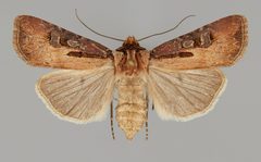 Agrotis vancouverensis CSU ENT1106281 by CSU, Department of Bioagricultural Sciences and Pest Management. Used under a CC0 license.
