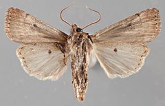 Agrotis vancouverensis NMSUACP0064628 V by NMSU. Used under a CC0 license.