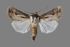 Agrotis venerabilis ASUHIC0110768 by Arizona State University Hasbrouck Insect Collection. Used under a CC0 license.
