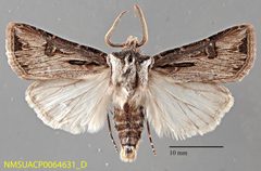 Agrotis venerabilis NMSUACP0064631 D by NMSU. Used under a CC0 license.