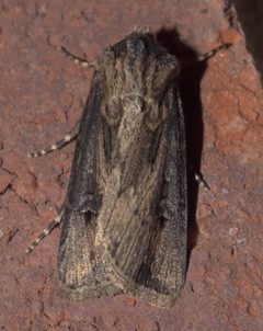 Agrotis venerabilis P1330325b by 
xpda. Used under a CC BY-SA 4.0 license.