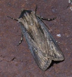 Agrotis venerabilis P1560723a by 
xpda. Used under a CC BY-SA 4.0 license.