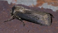 Agrotis venerabilis P1560725a by 
xpda. Used under a CC BY-SA 4.0 license.
