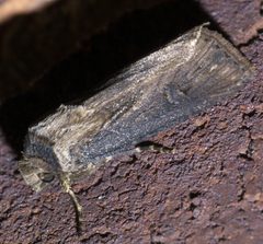 Agrotis venerabilis P1560835a by 
xpda. Used under a CC BY-SA 4.0 license.