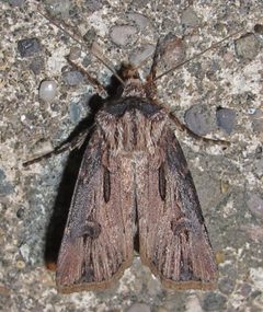 Agrotis venerabilis female by Jacy Lucier. Used under a CC BY-SA 4.0 license.