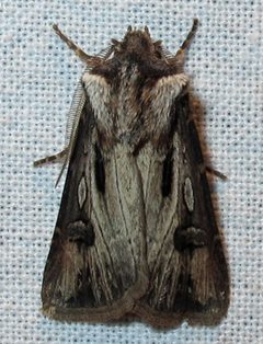Agrotis venerabilis male by Jacy Lucier. Used under a CC BY-SA 4.0 license.
