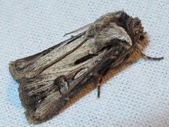 Agrotis venerabilis male 1 by Jacy Lucier. Used under a CC BY-SA 4.0 license.