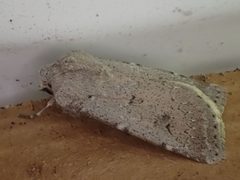 Agrotis vetusta 27958569 by Ian Manning. Used under a CC BY-SA 4.0 license.